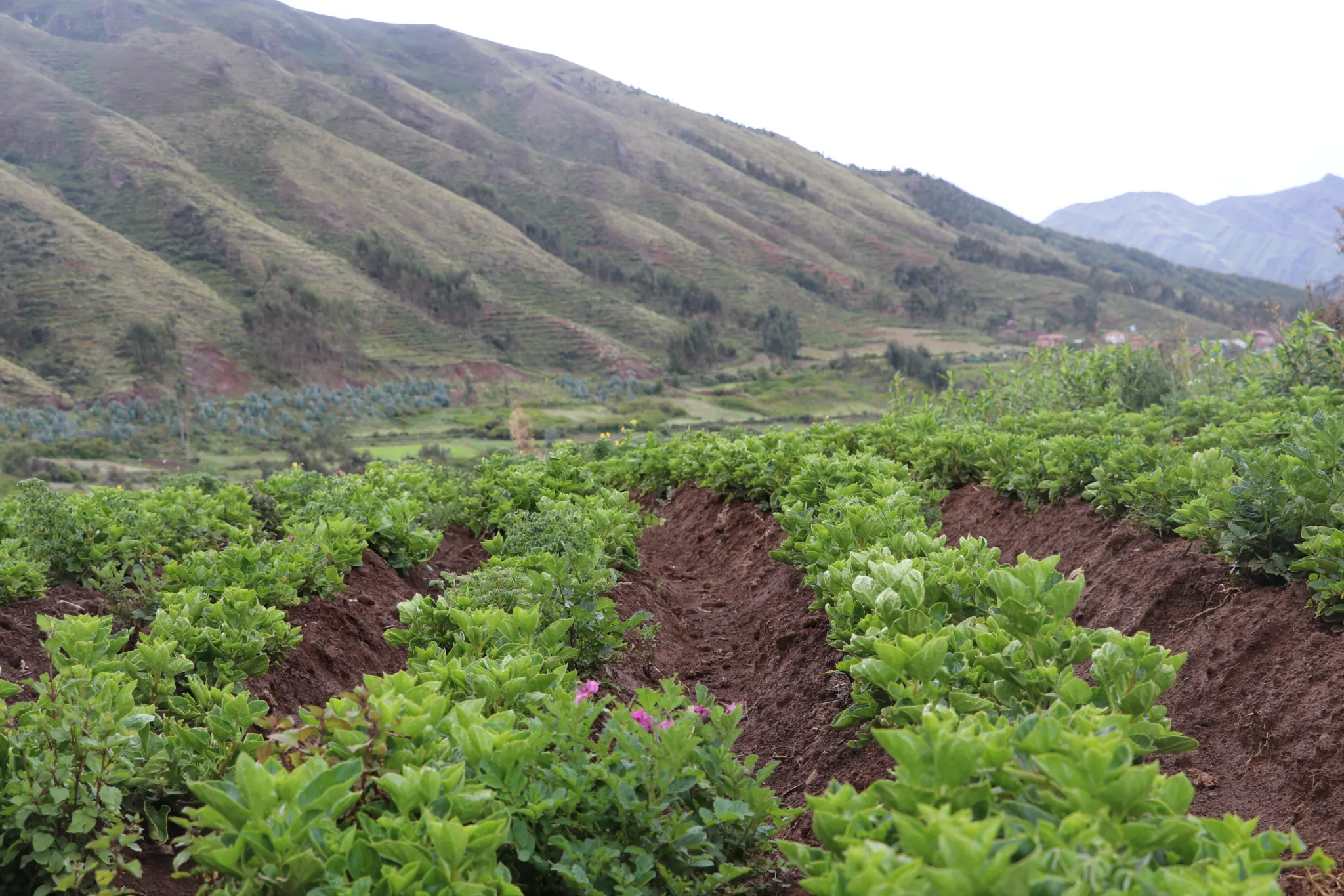 Experience agriculture
