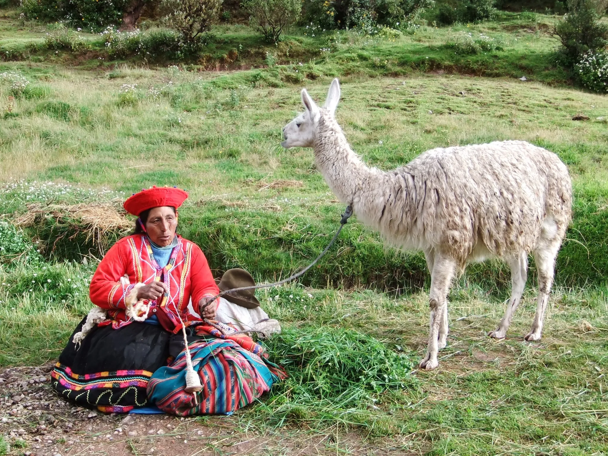 Experience llama company