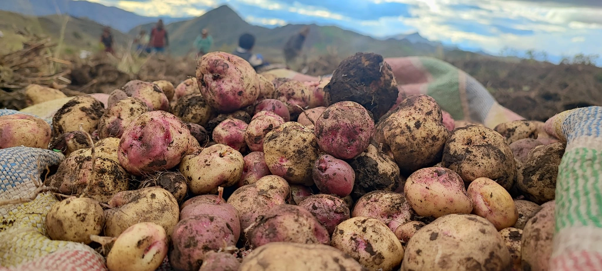 Experience potato variety