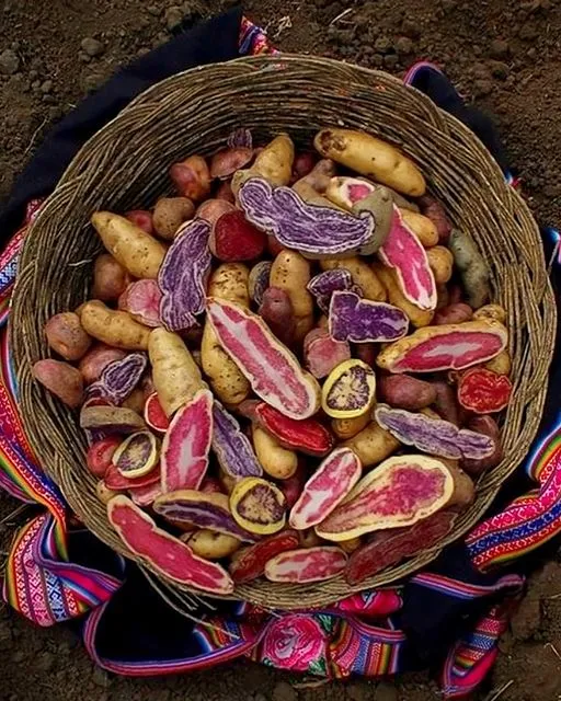 Experience-potatos