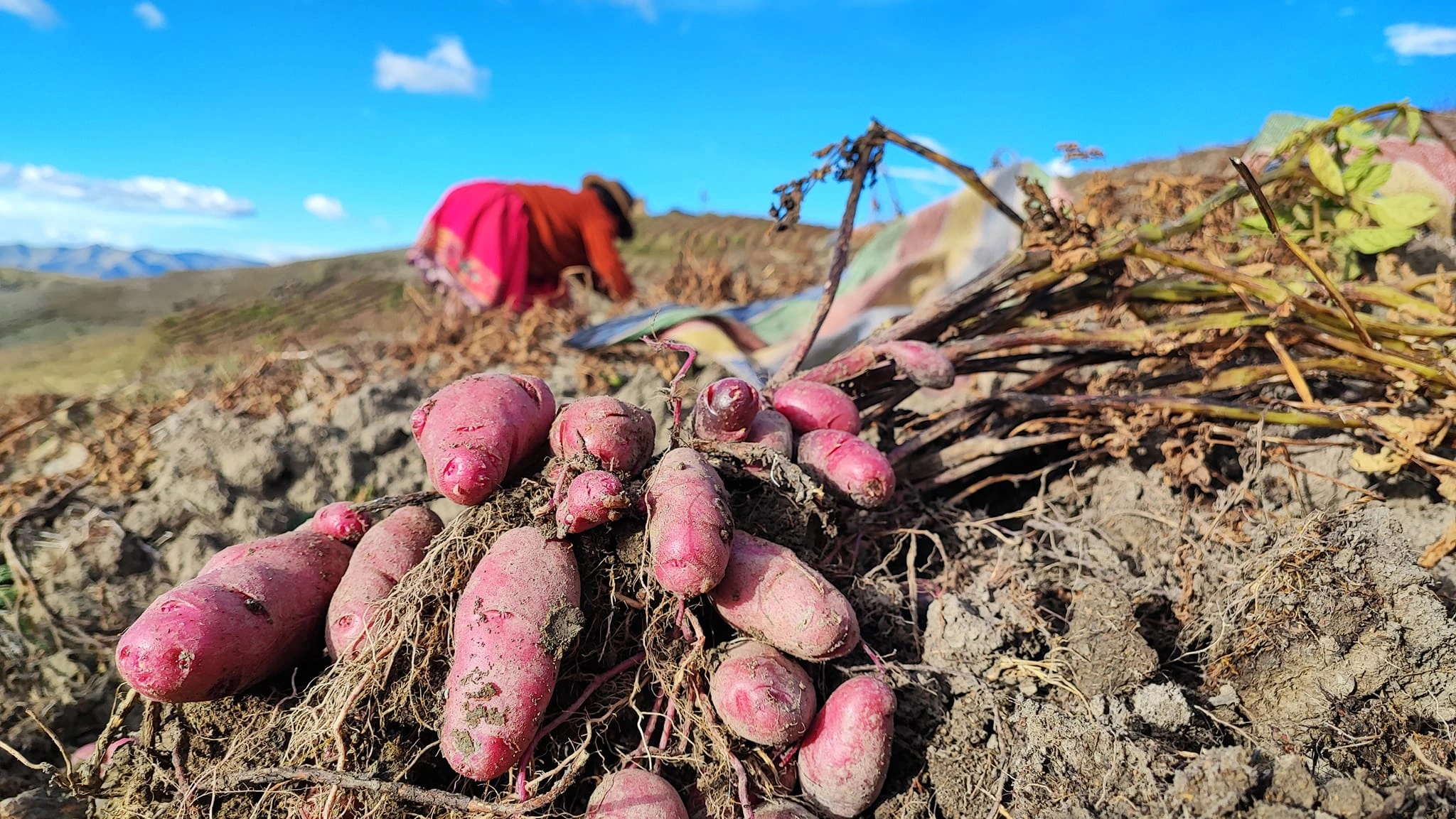 Experiential harvest potato