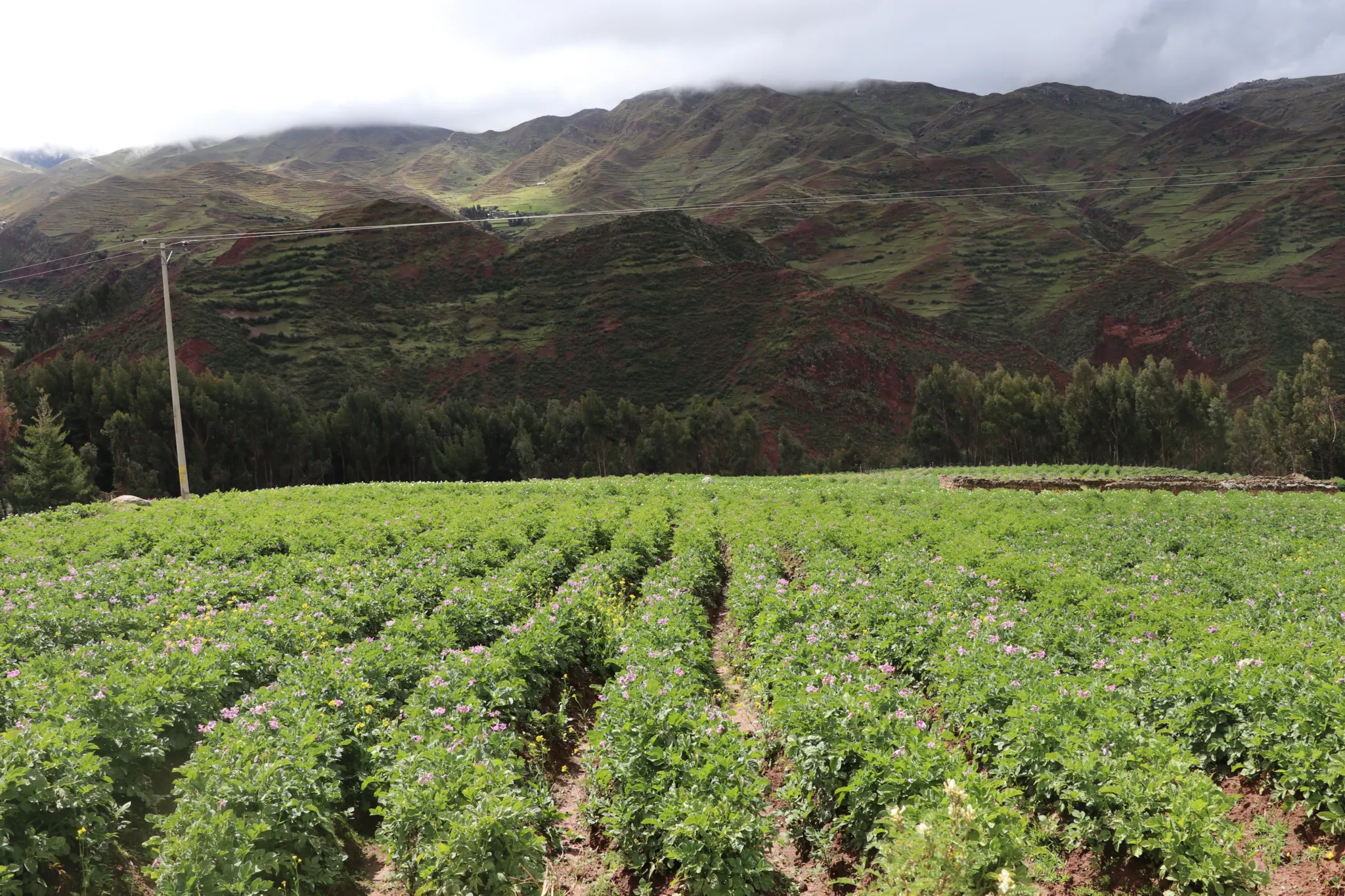 Puyca potatos crop
