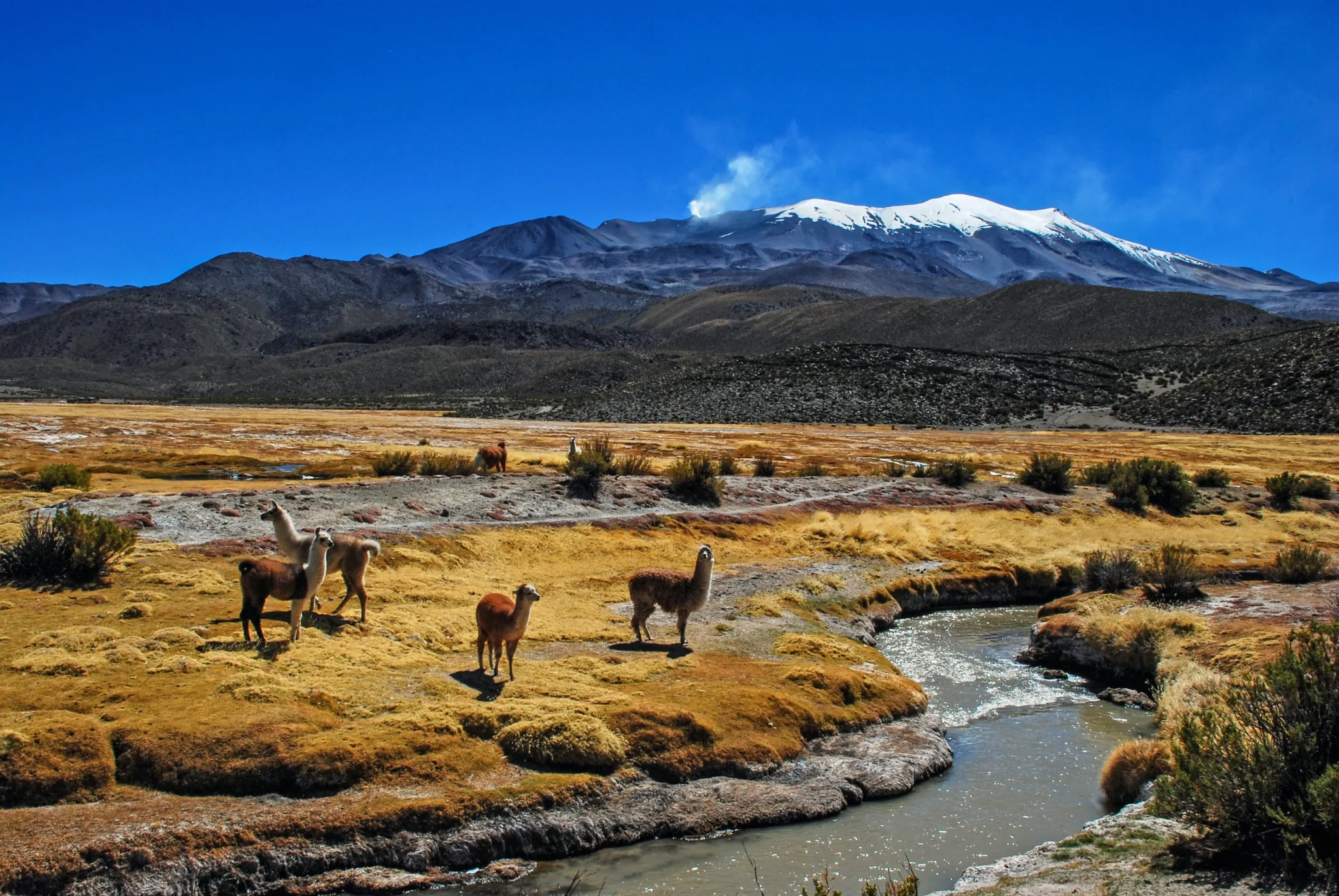 Andes - Llamas scenary.
