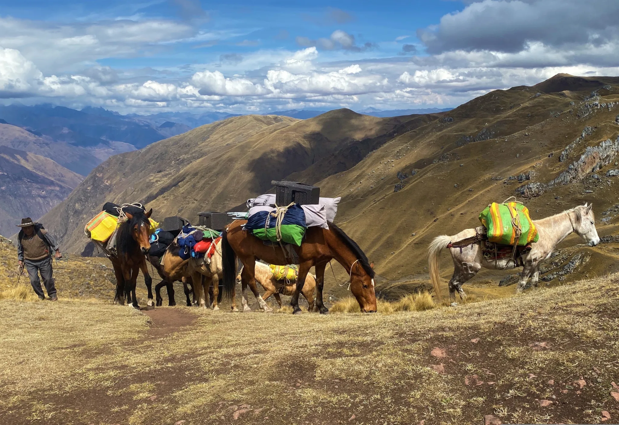 Andes - pack animals.