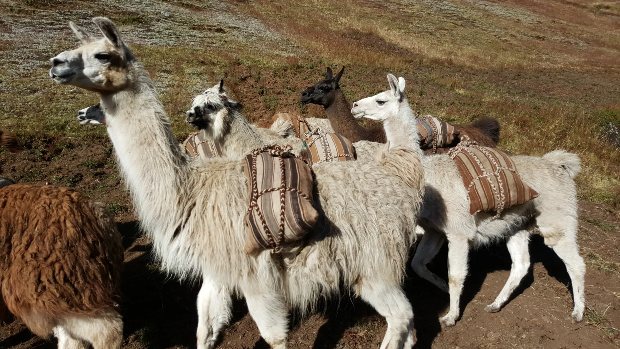 Lares - transport