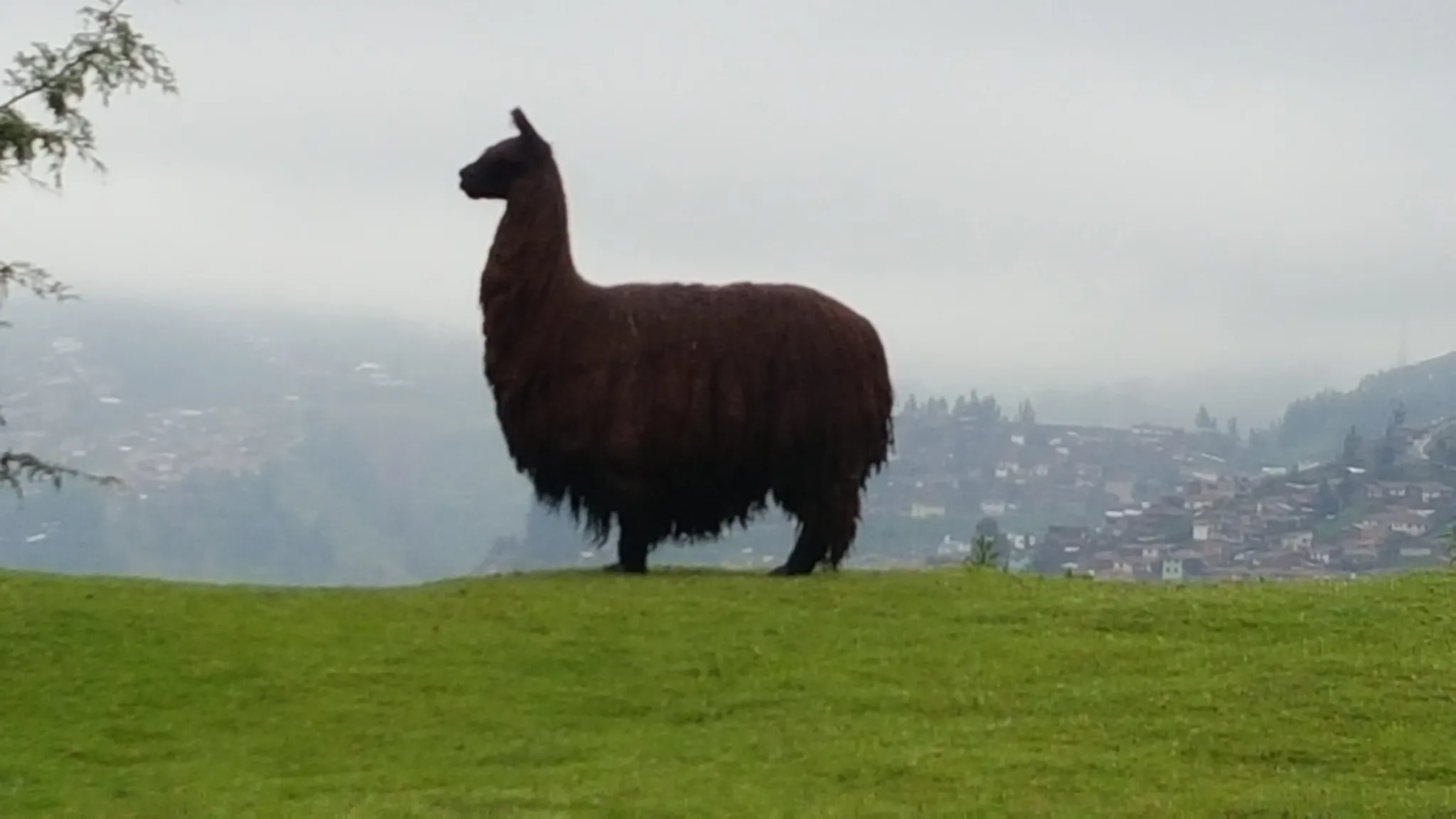 Llama - Cusco