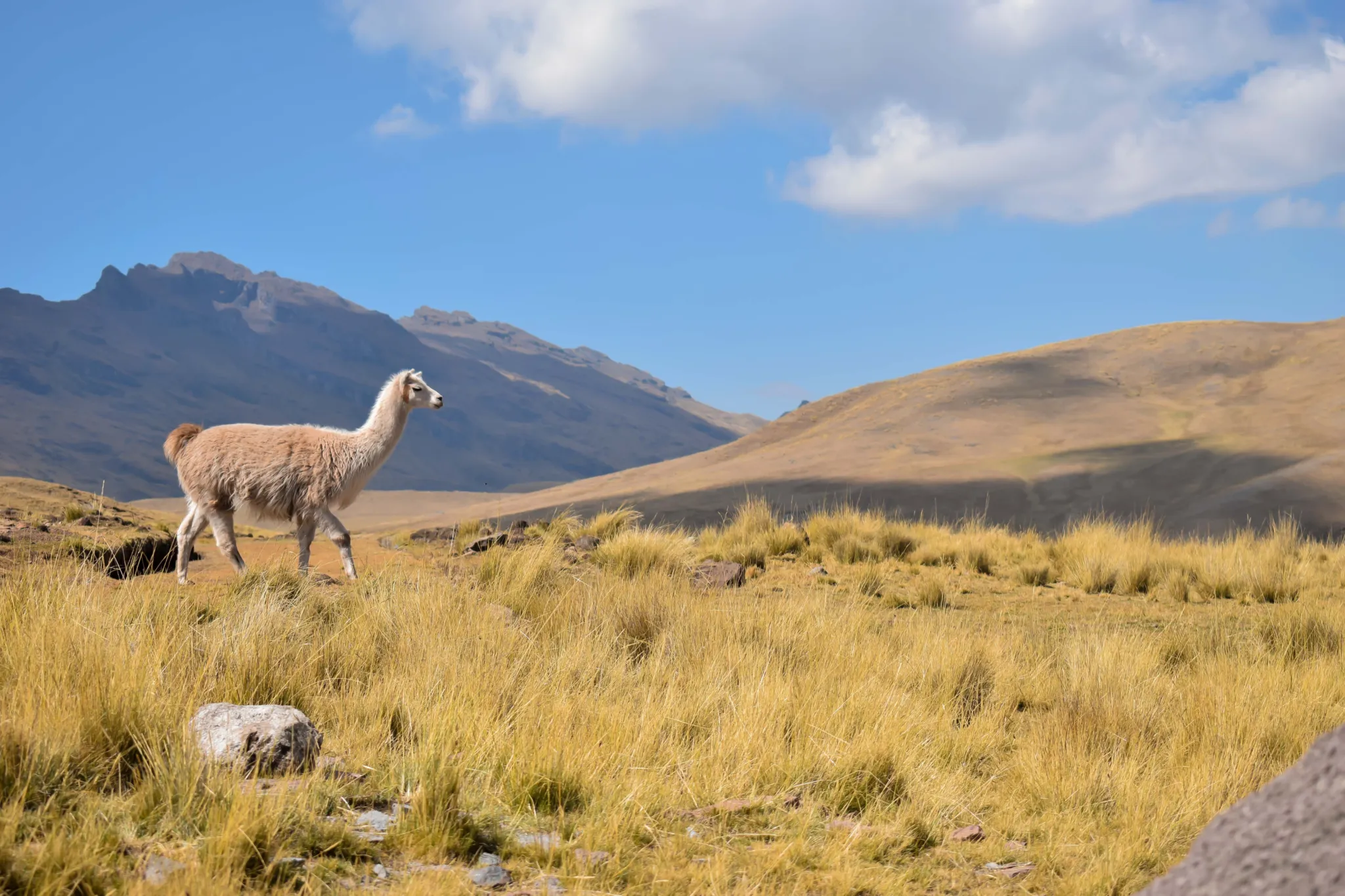 Llama andes,