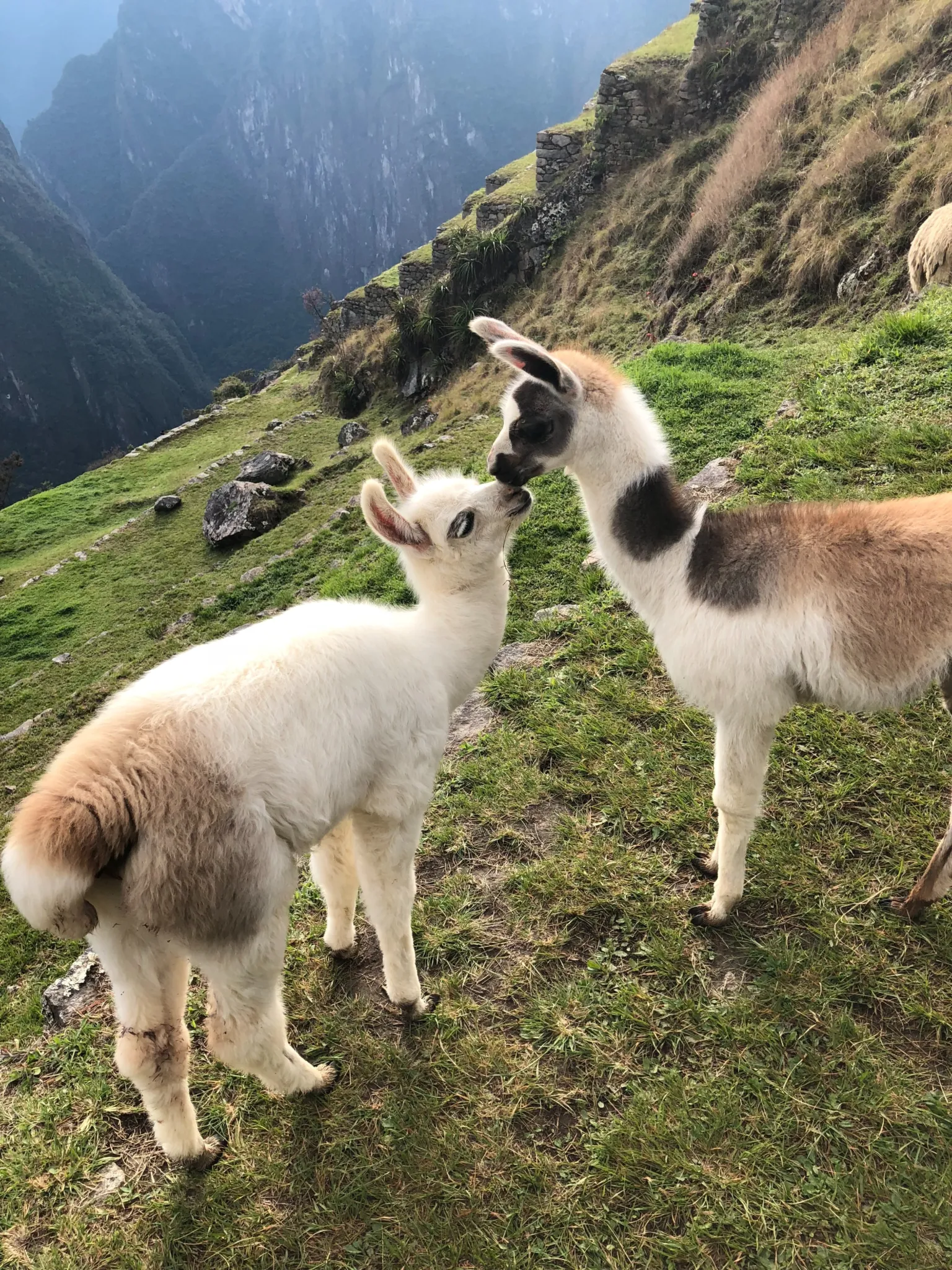 Llama - baby llamas