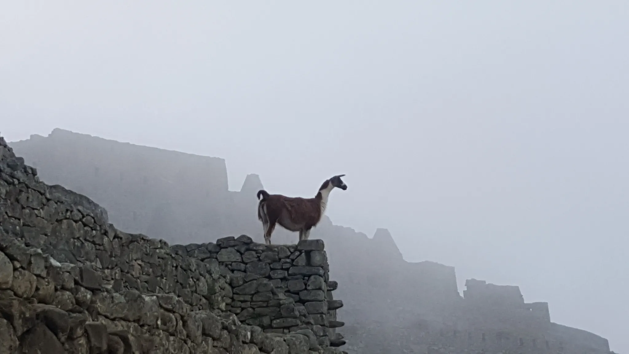 Llama moment at Machupicchu
