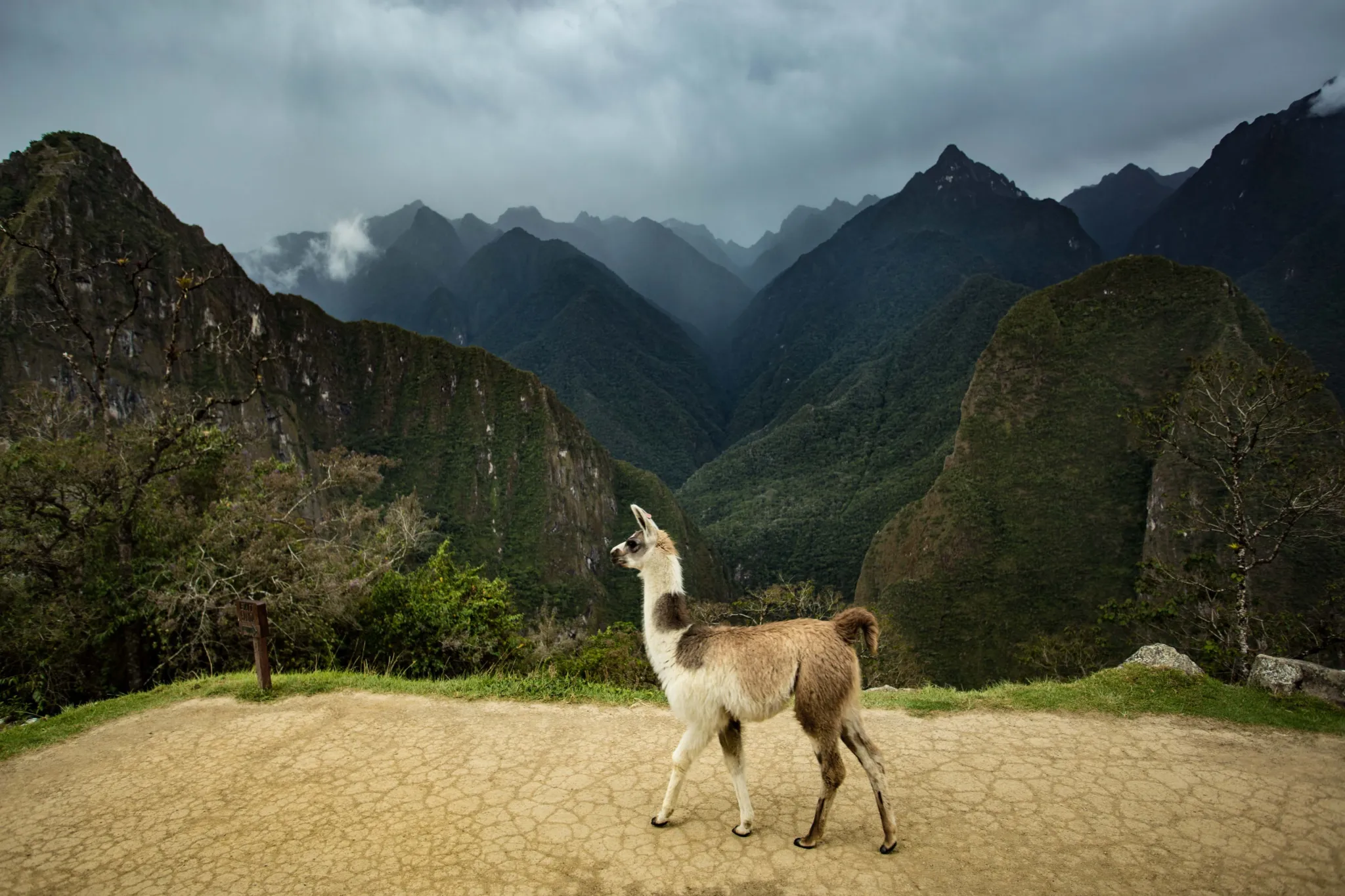 Llama moments