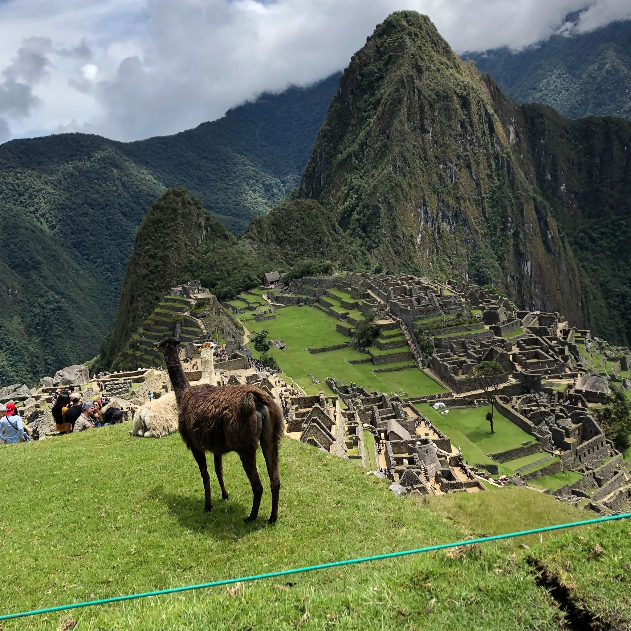 Llama waching Machupicchu