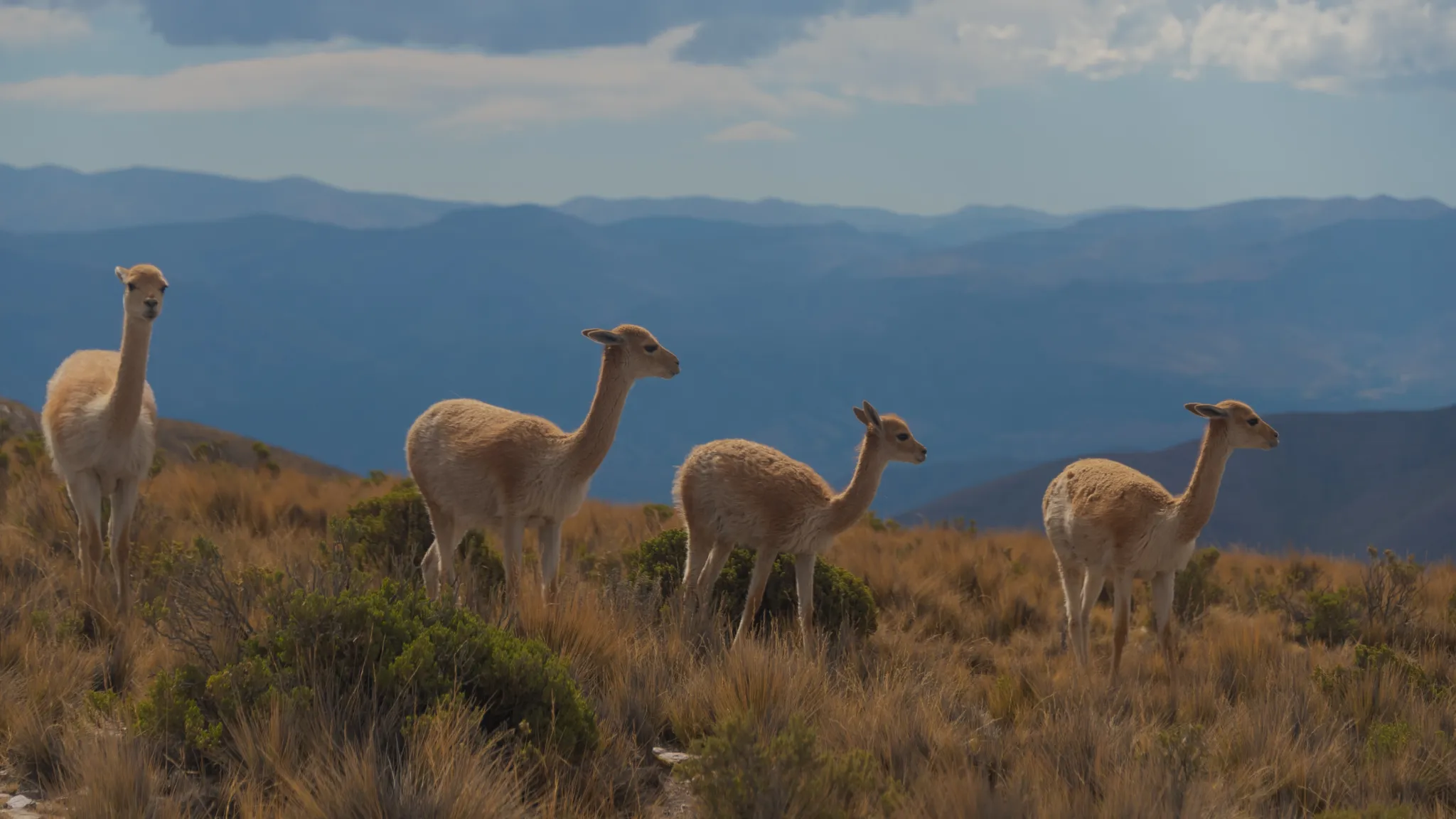 Llamas - Vicuñas pack