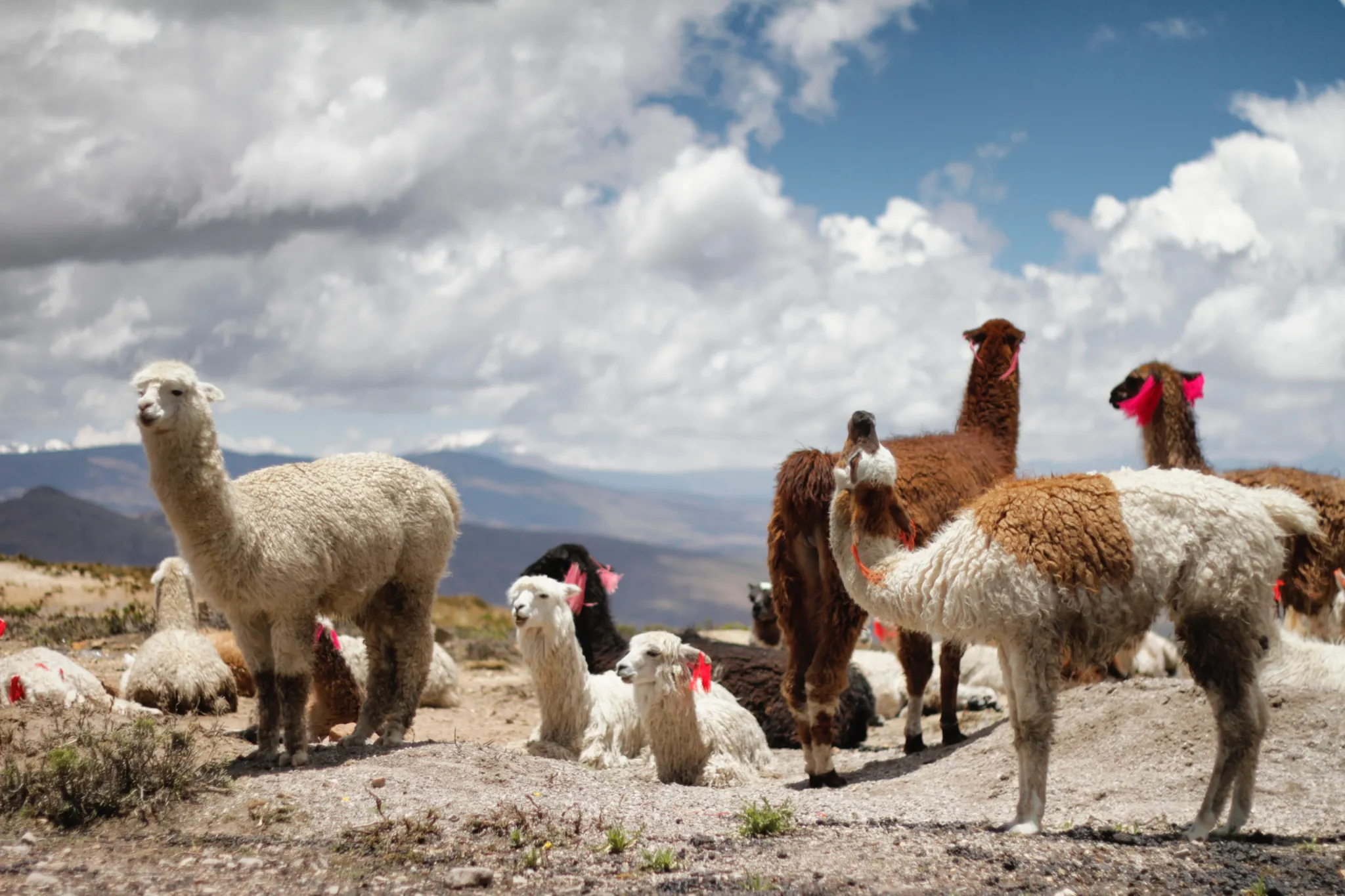 Llamas nature