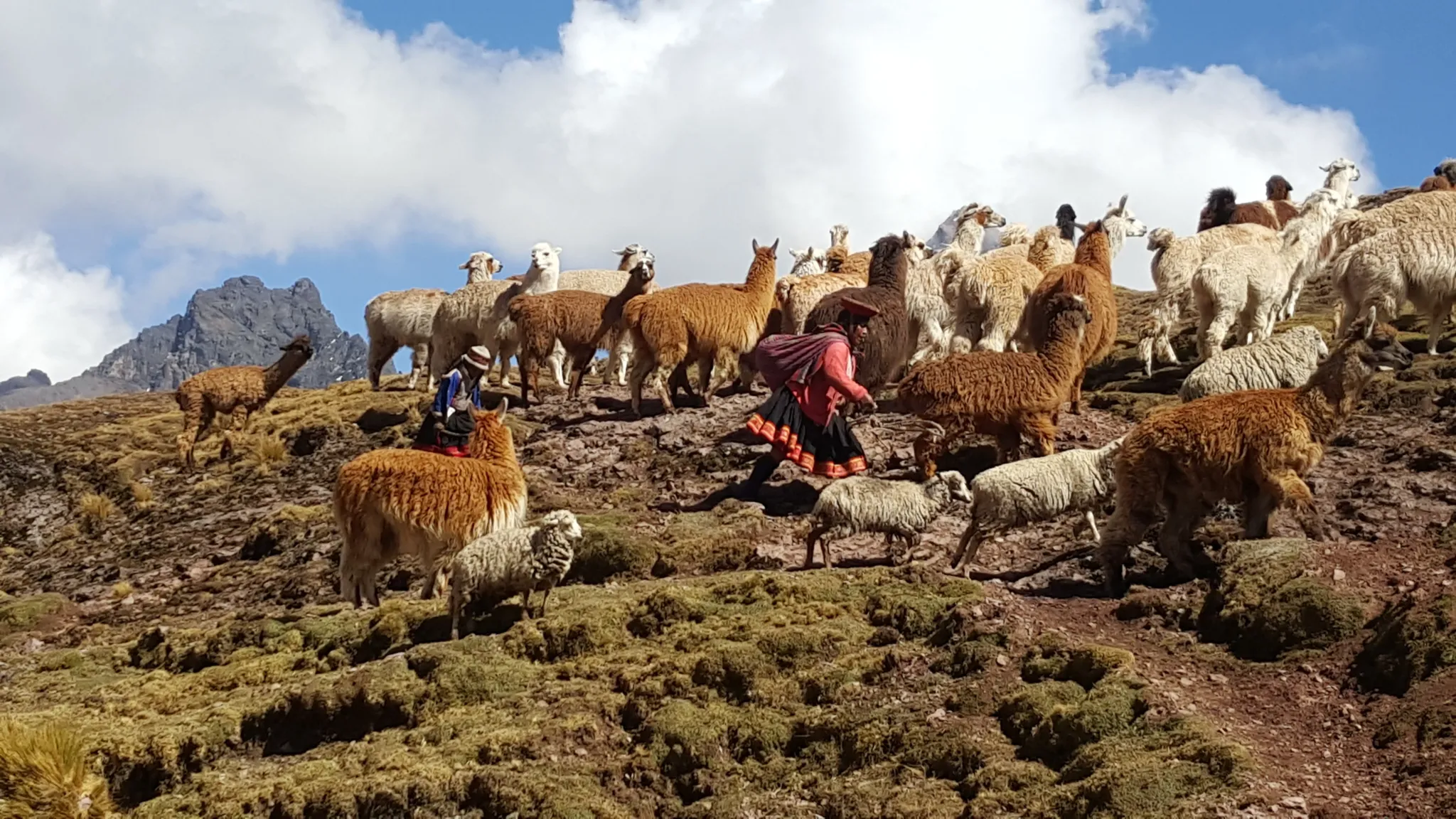 Llamas pack