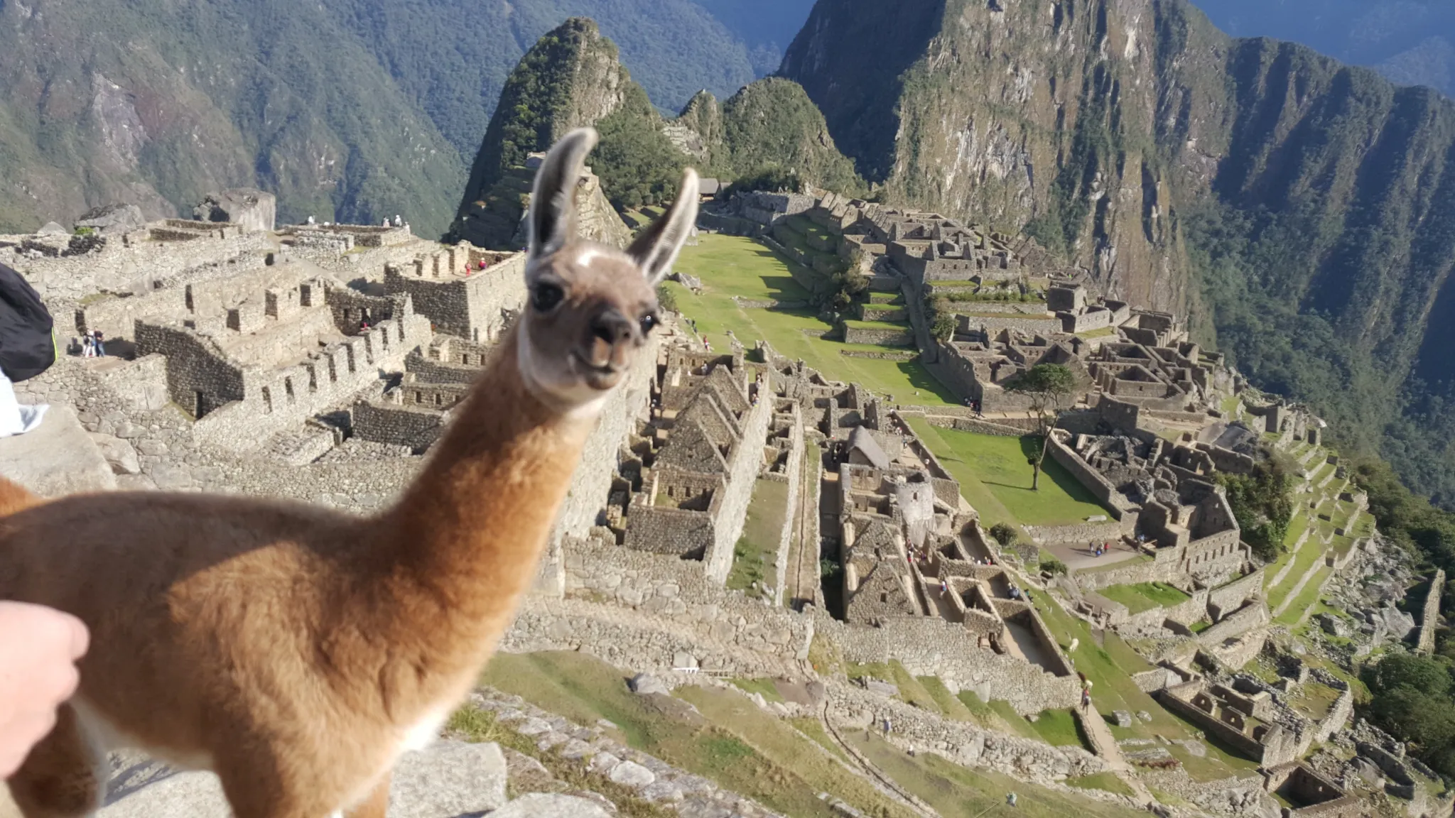 Machupicchu and llama