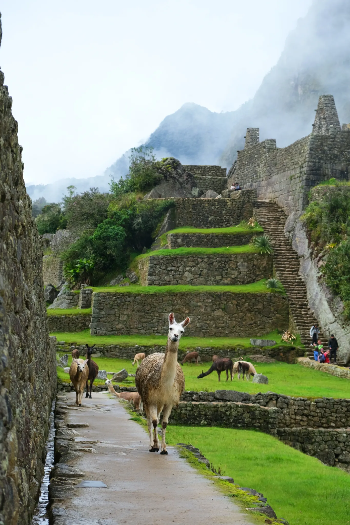 Machupicchu exploring,