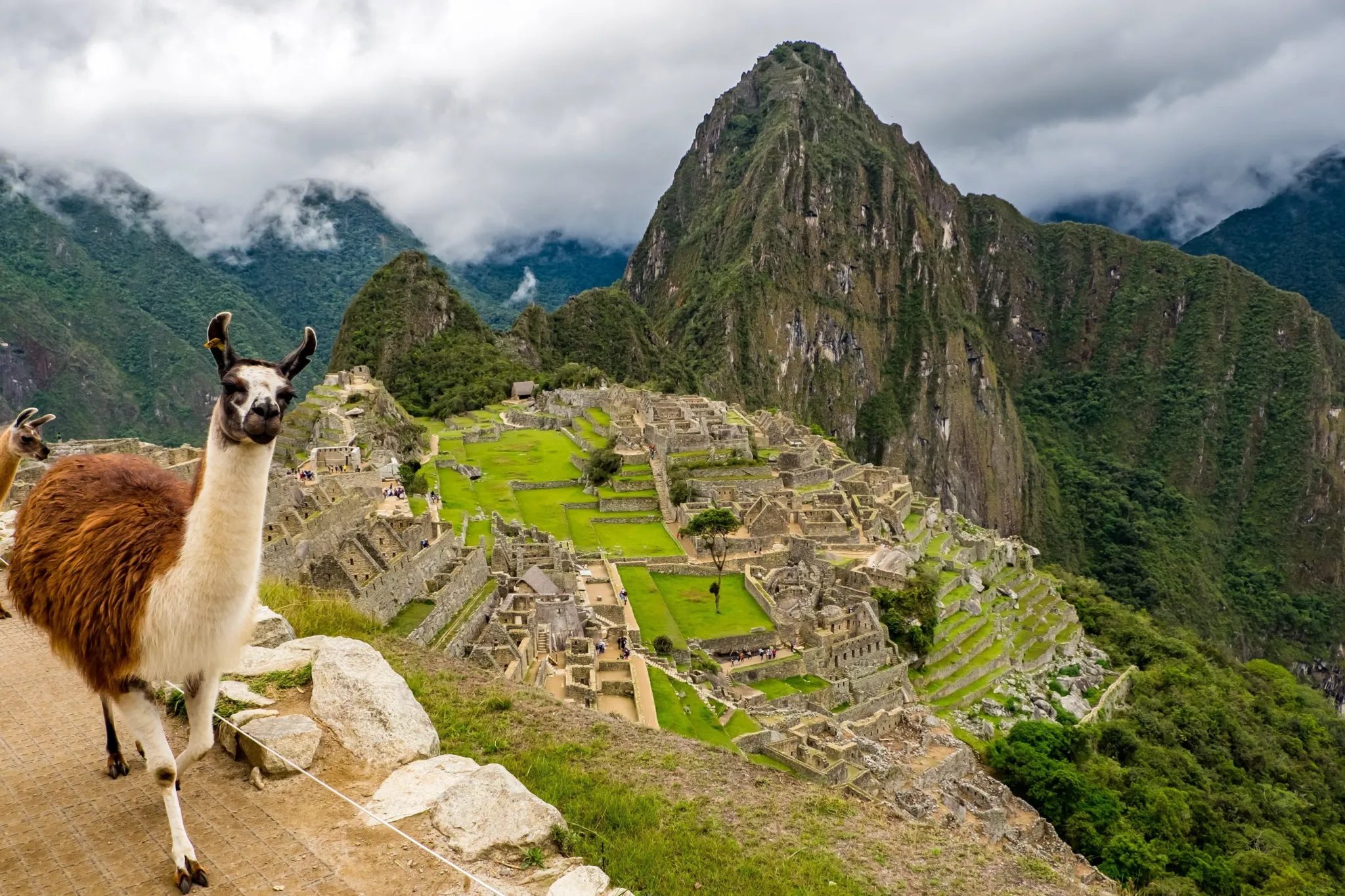 Machupicchu plus llama